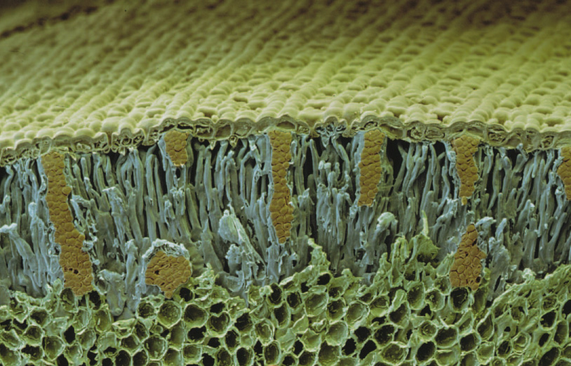 식물생리학연구실 사진