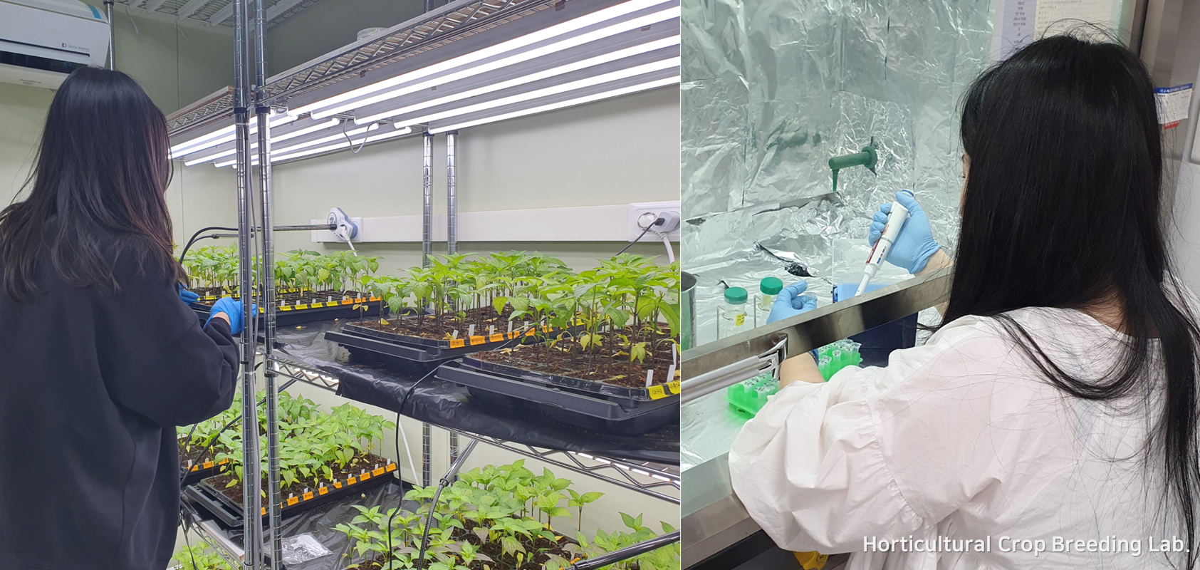 원예육종학연구실 사진