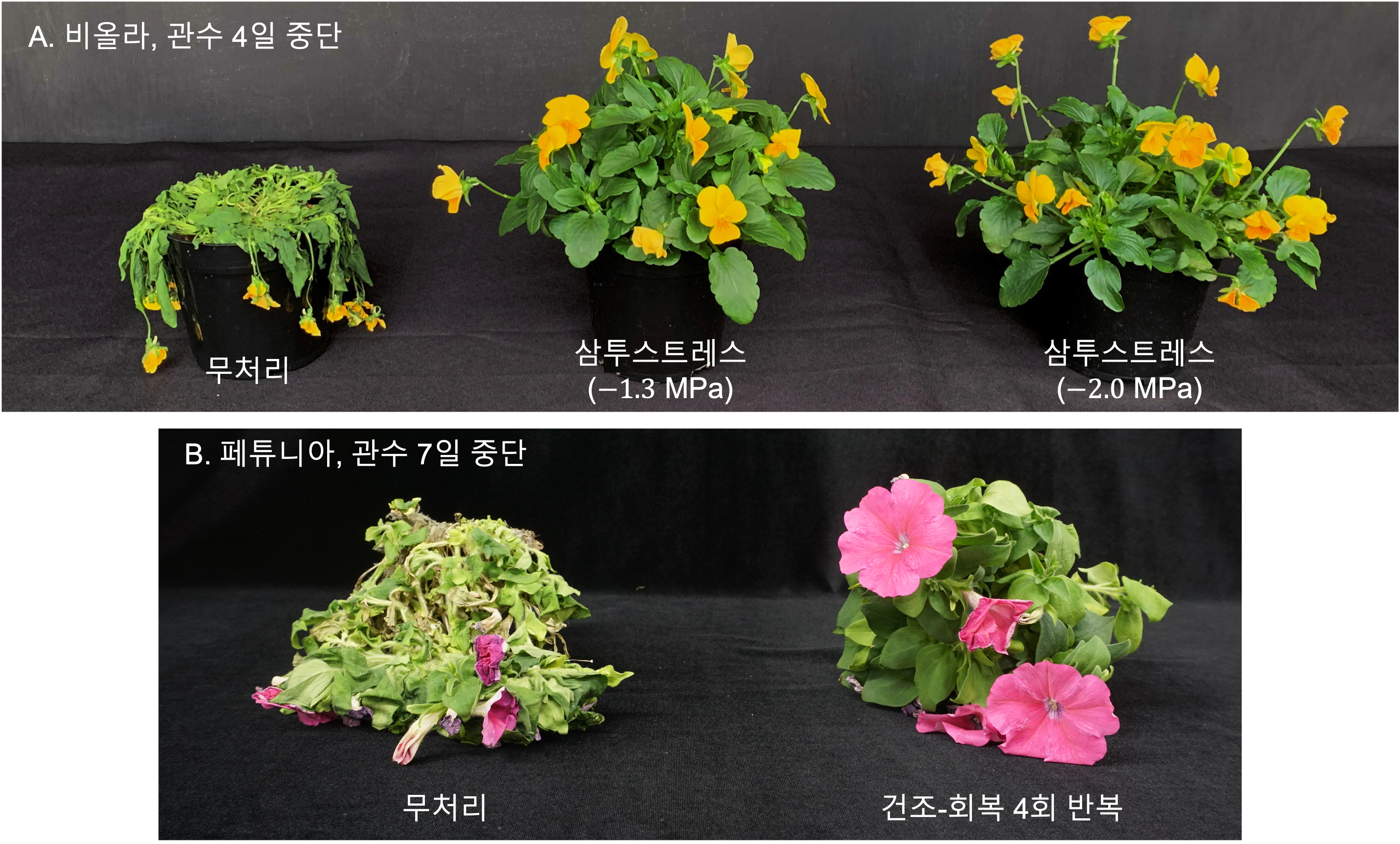 화훼원예학연구실 사진