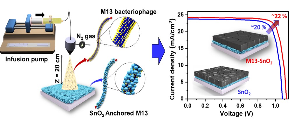 (173)_[2023] “Spray deposited, virus-templated SnO2 mesoporous electron transport layer boosting the performance of perovskite solar cells” N. Kumar, H.B. Lee, B. Tyagi, M.M. Ovhal, S. Cho, J.-S. Lee, J.-W. Oh, J.-W. Kang*  Solar RRL, 7, 2300065 (2023) 대표이미지