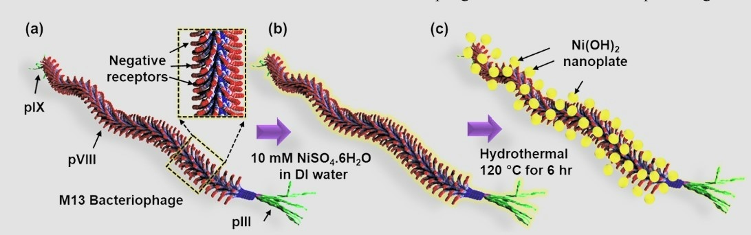 (180)_[2024]  “ Filamentous Virus-Templated Nickel Hydroxide Nanoplates as Novel  Electrochemical Pseudocapacitor Materials” M.M. Ovhal, H.B. Lee, N. Kumar, J.-W. Oh and J.-W. Kang*  Polymer Korea. 48, 234-241 (2024). 대표이미지